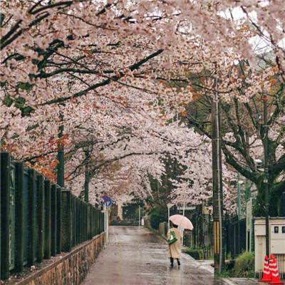 特写：两岸大学生在京沉浸式感触中华文化